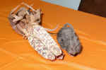 IMG_9577.JPG (59362 bytes)